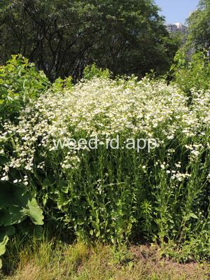 fleabane, rough