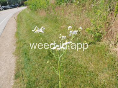 fleabane, rough