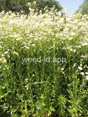 fleabane, rough