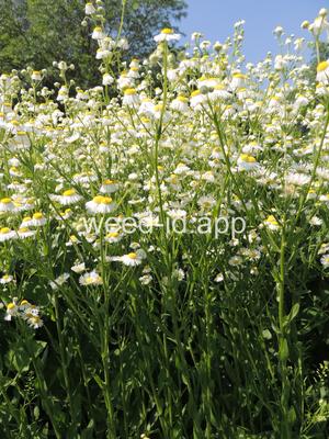 fleabane, rough