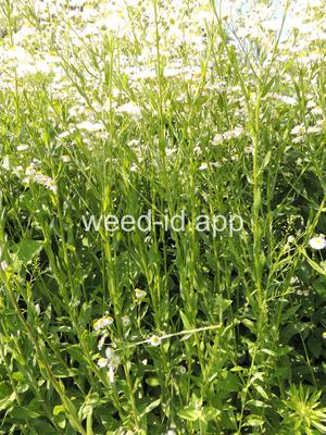 fleabane, rough