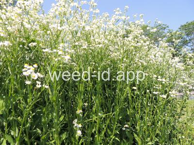 fleabane, rough