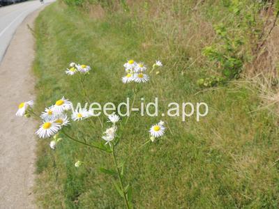 fleabane, rough