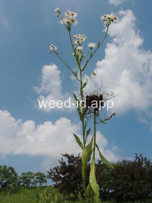 fleabane, rough