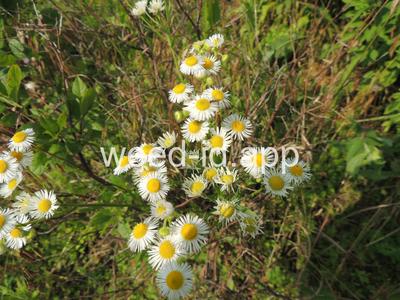 fleabane, rough