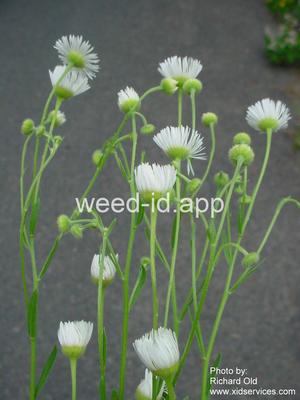 fleabane, rough