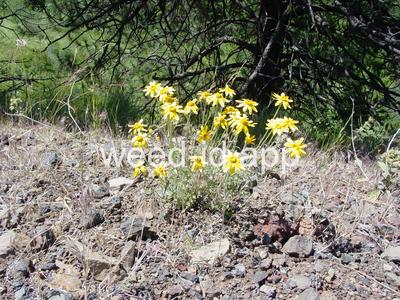 wooly-sunflower, common