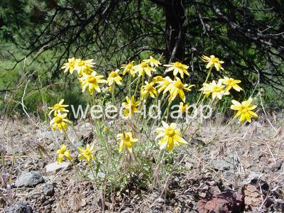 wooly-sunflower, common