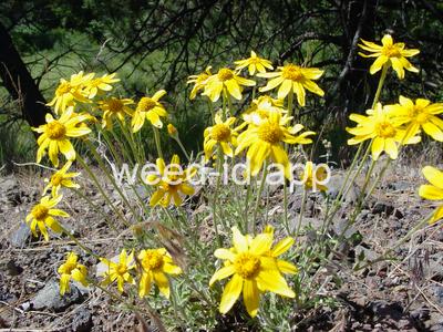 wooly-sunflower, common