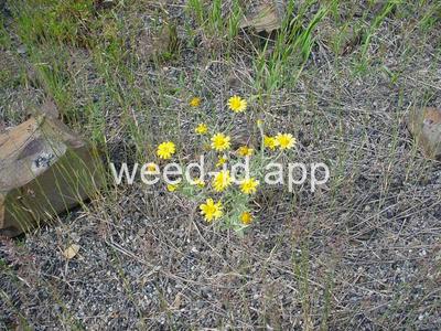 wooly-sunflower, common