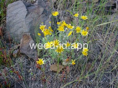 wooly-sunflower, common