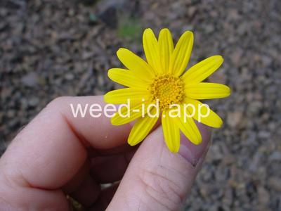 wooly-sunflower, common