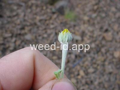 wooly-sunflower, common