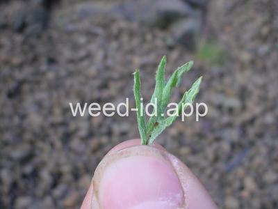 wooly-sunflower, common