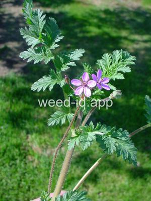 filaree, redstem