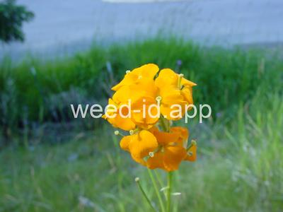 wallflower, western