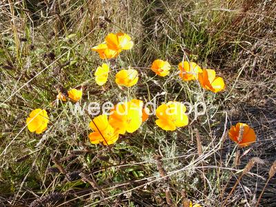 poppy, California