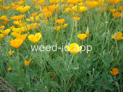 poppy, California