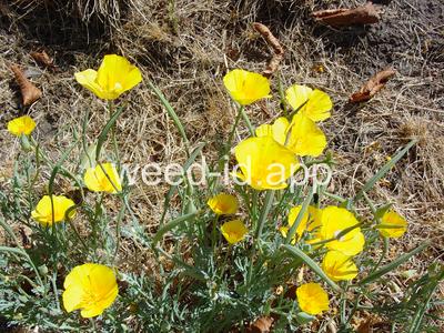 poppy, California