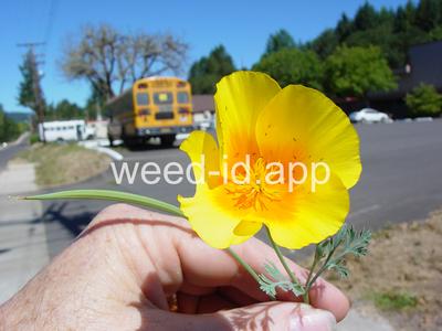 poppy, California