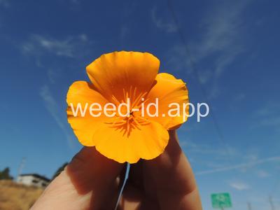 poppy, California