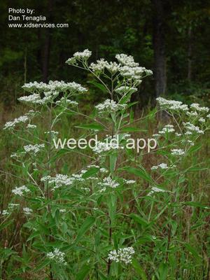 boneset, late