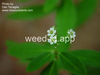 spurge, flowering