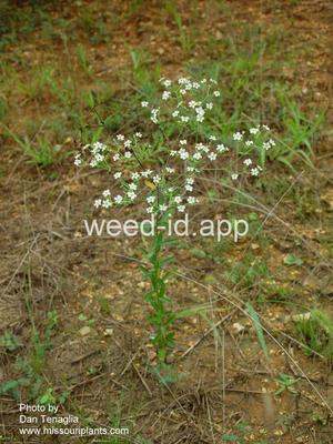 spurge, flowering