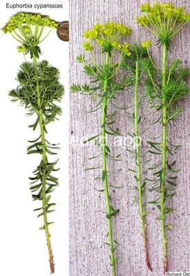 spurge, cypress