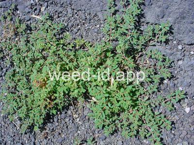 spurge, ridgeseed