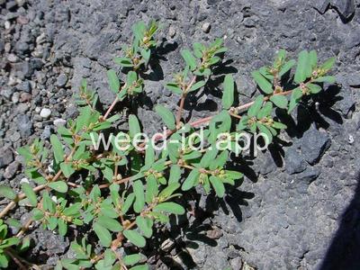spurge, ridgeseed