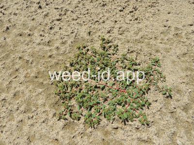 spurge, ridgeseed