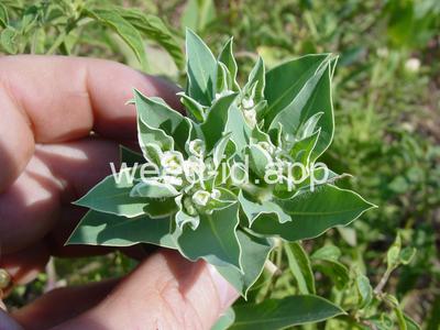 snow-on-the-mountain