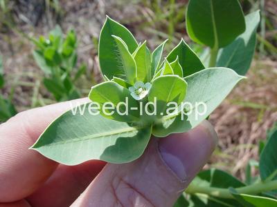snow-on-the-mountain