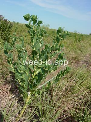 snow-on-the-mountain
