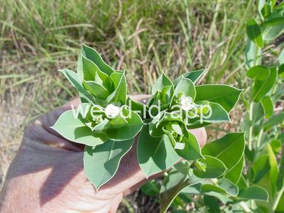 snow-on-the-mountain