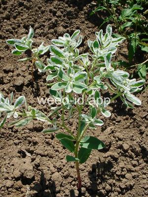 snow-on-the-mountain