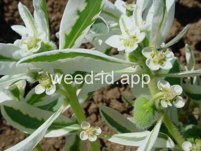 snow-on-the-mountain