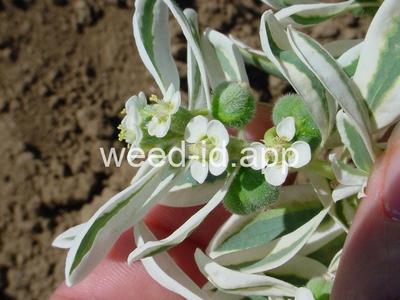 snow-on-the-mountain