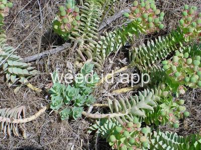 Euphorbia myrsinites