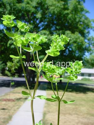 spurge, petty
