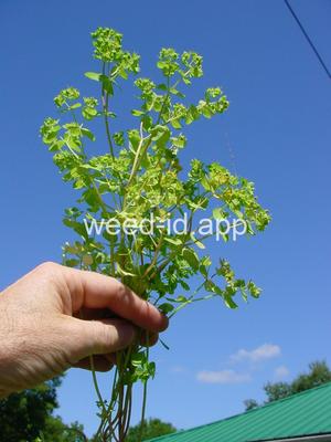 spurge, petty