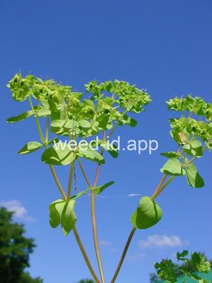 spurge, petty