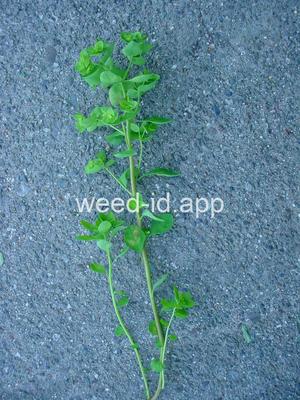spurge, petty