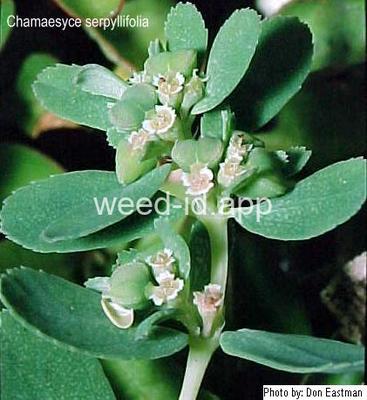 spurge, thyme-leaved