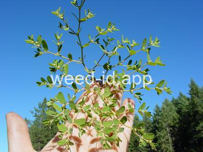 spurge, thyme-leaved