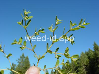 spurge, thyme-leaved