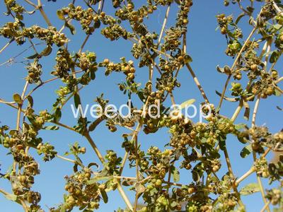 spurge, thyme-leaved