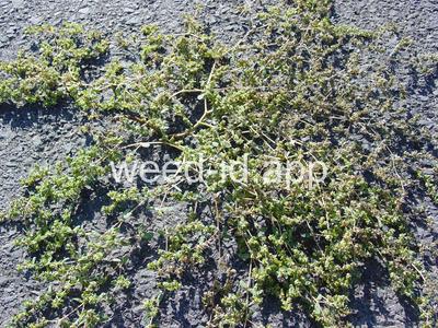 spurge, thyme-leaved