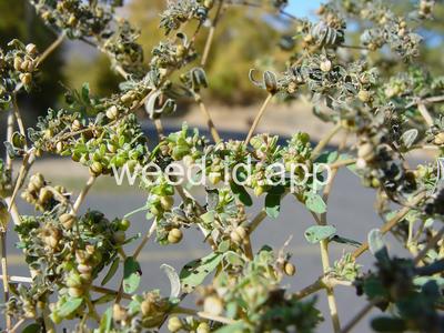 spurge, thyme-leaved